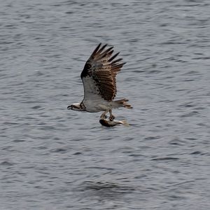 Osprey with dinner