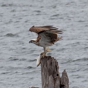 Osprey with dinner