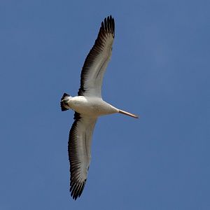 Australian Pelican
