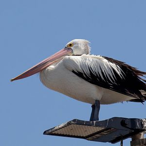 Australian Pelican