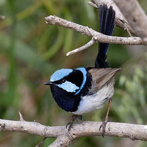 Superb Fairy Wren
