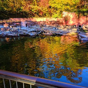 Humboldt Penguin Pool