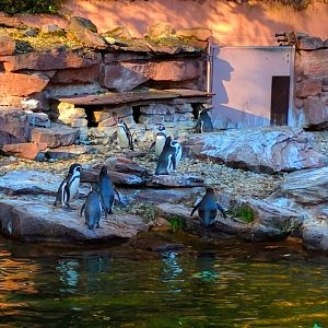 Humboldt Penguins