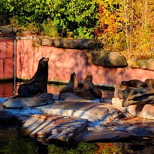 California See Lions