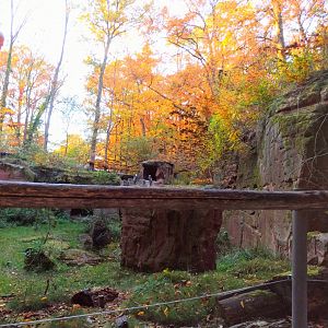 Inside the Walkthrough Vulture Aviary