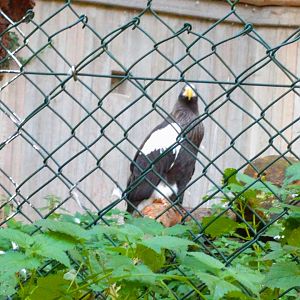 Stellers Sea Eagle