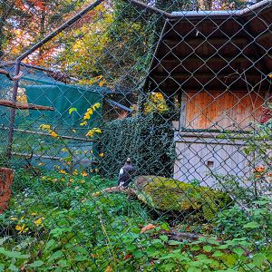One of Two Stellers Sea Eagle Aviarys