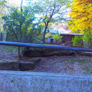 Sulawesan Babirusa Enclosure
