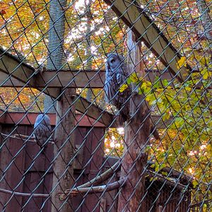 Great Grey Owls