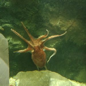 Octopus