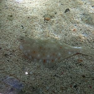 Plaice