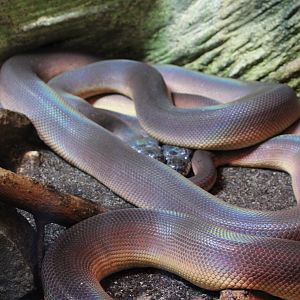 Northern white-lipped pythons - Leiopython albertisii