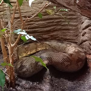 Nosy Komba tree boa - Sanzania volontany