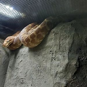 Rough-scaled python - Morelia carinata