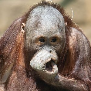 Bornean Orangutan - Basuki