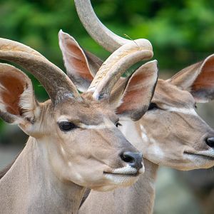 Greater Kudu