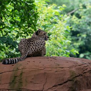 Cheetah at Colchester Zoo