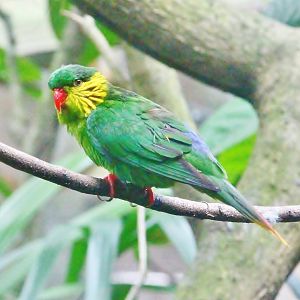 Red-flanked Lorikeet (Hypocharmosyna placentis)