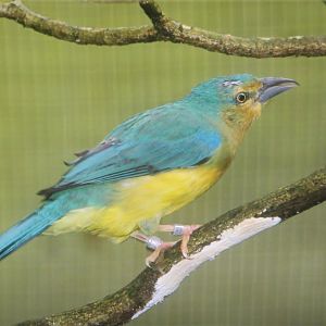 Blue-backed Tanager (Cyanicterus cyanicterus)