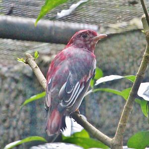 Pompadour Cotinga (Xipholena punicea)