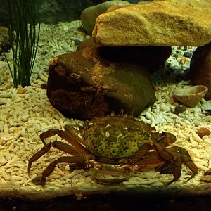 Shore Crab