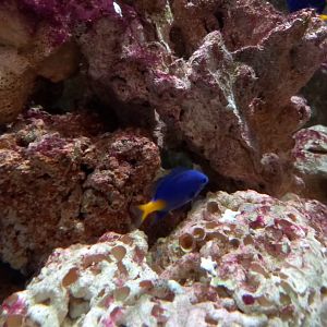 Yellowtail Damselfish