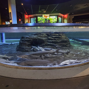 Oct. 2021 - Museum of Science - Rivers & Streams - Lake Sturgeon Touch Tank