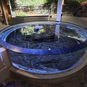 Oct. 2021 - Museum of Science - Rivers & Streams - Lake Sturgeon Touch Tank
