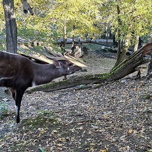 Western Sitatunga