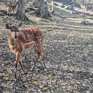 Western Sitatunga
