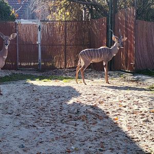 Southern Lesser Kudu