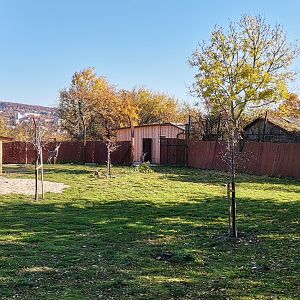 Southern Lesser Kudu exhibit