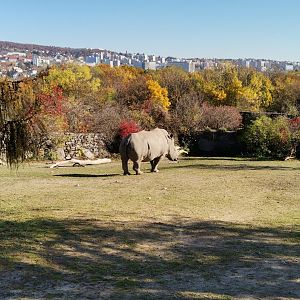 Southern White Rhino