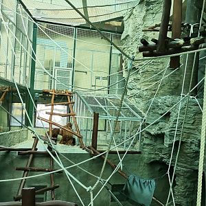 Sumatran Orangutan indoors