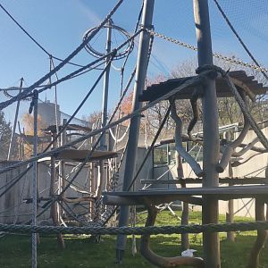 Sumatran Orangutan outdoor