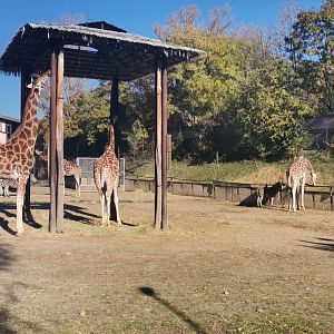 Rothschild's Giraffe / Chapman's Zebra