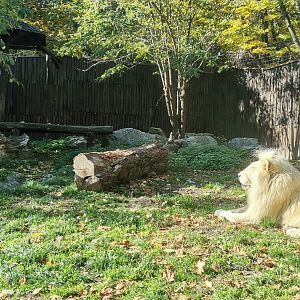 Southeast African lion