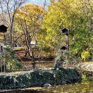 Common Squirrel Monkey Island