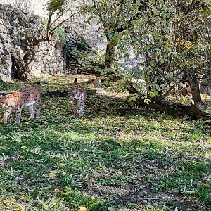 Carpathian Lynx