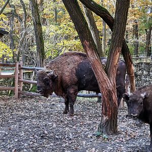 Wisent
