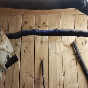 Linnaeus' two-toed sloth