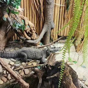 African Dwarf Crocodile