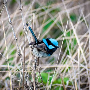 Superb Fairywren (Malurus cyaneus)