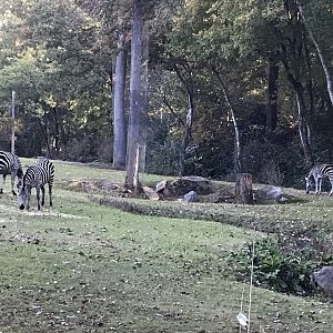 Three Grant's Zebras at Forest Edge