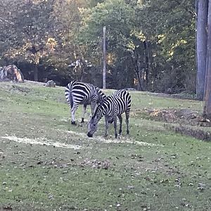Two Grant's Zebras at Forest Edge