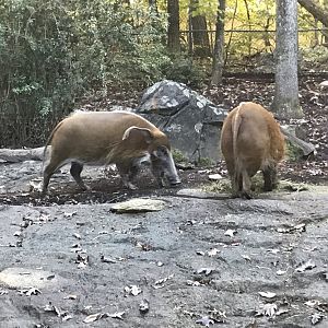 Red River Hogs