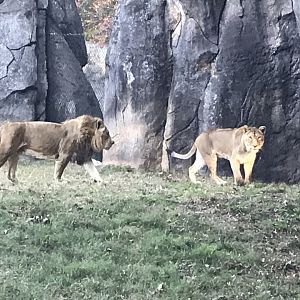 Lions "Riley" and "Mekita"