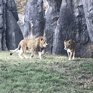 Lions "Riley" and "Mekita"