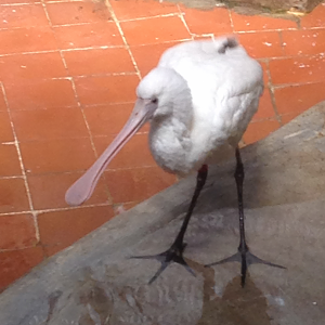 African Spoonbill - 2015