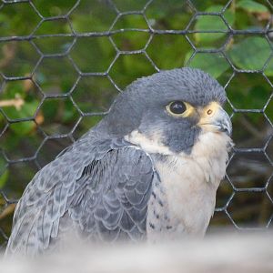 peregrine falcon